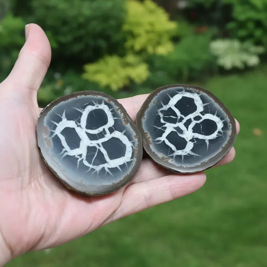 Grand nodule à Septaria 204g (PRGFL301-4)