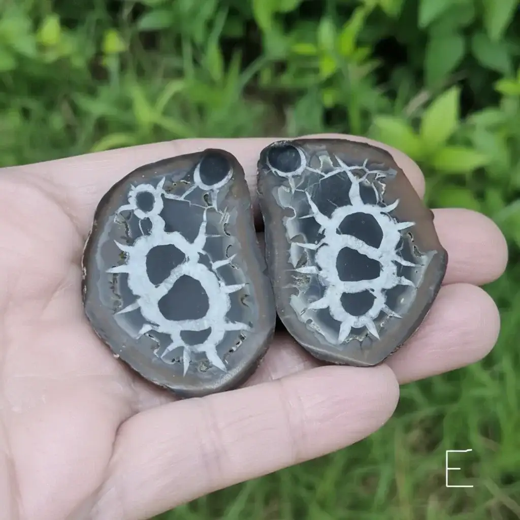 Nodule entier de Septaria, au choix (PRGFL301) - Paire E