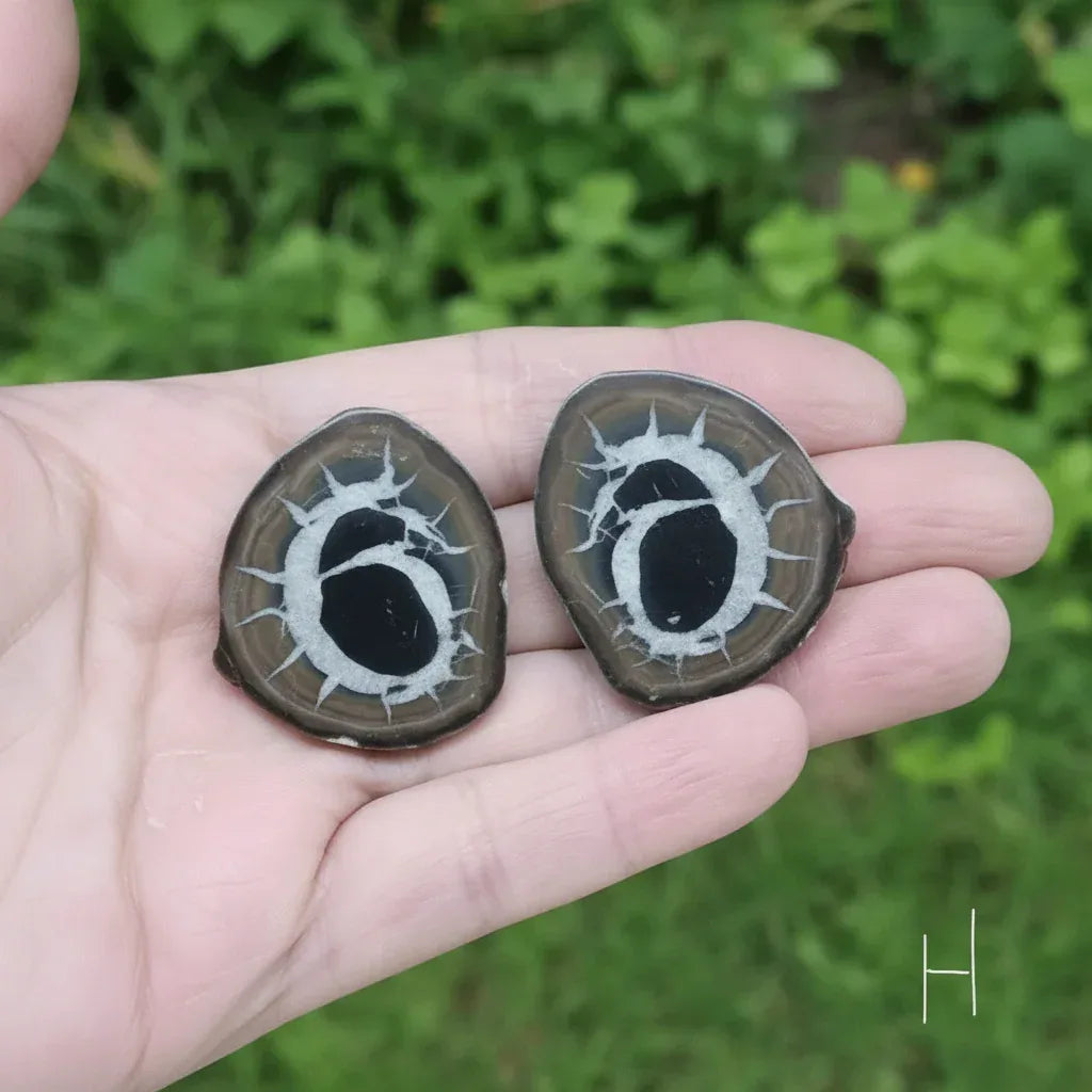 Nodule entier de Septaria, au choix (PRGFL301)