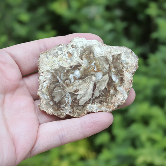 Tranche de bois fossilisé 50g (PRGFL278-1)