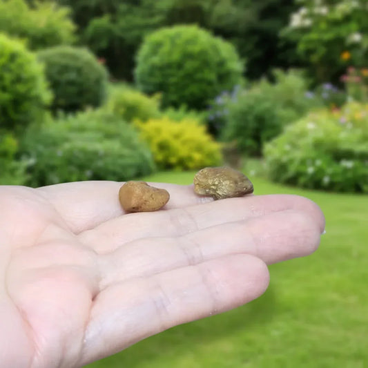 Lot de 2 Saphir jaunes bruts (MB568)