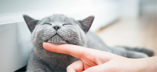 Des pierres pour le bien-être de vos animaux : lesquelles choisir ?