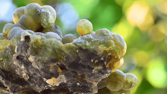 Prehnite : Minéralogie, vertus et bienfaits en lithothérapie