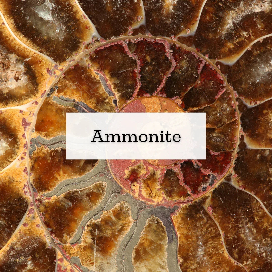 Collection Ammonite - ENAE Minéraux