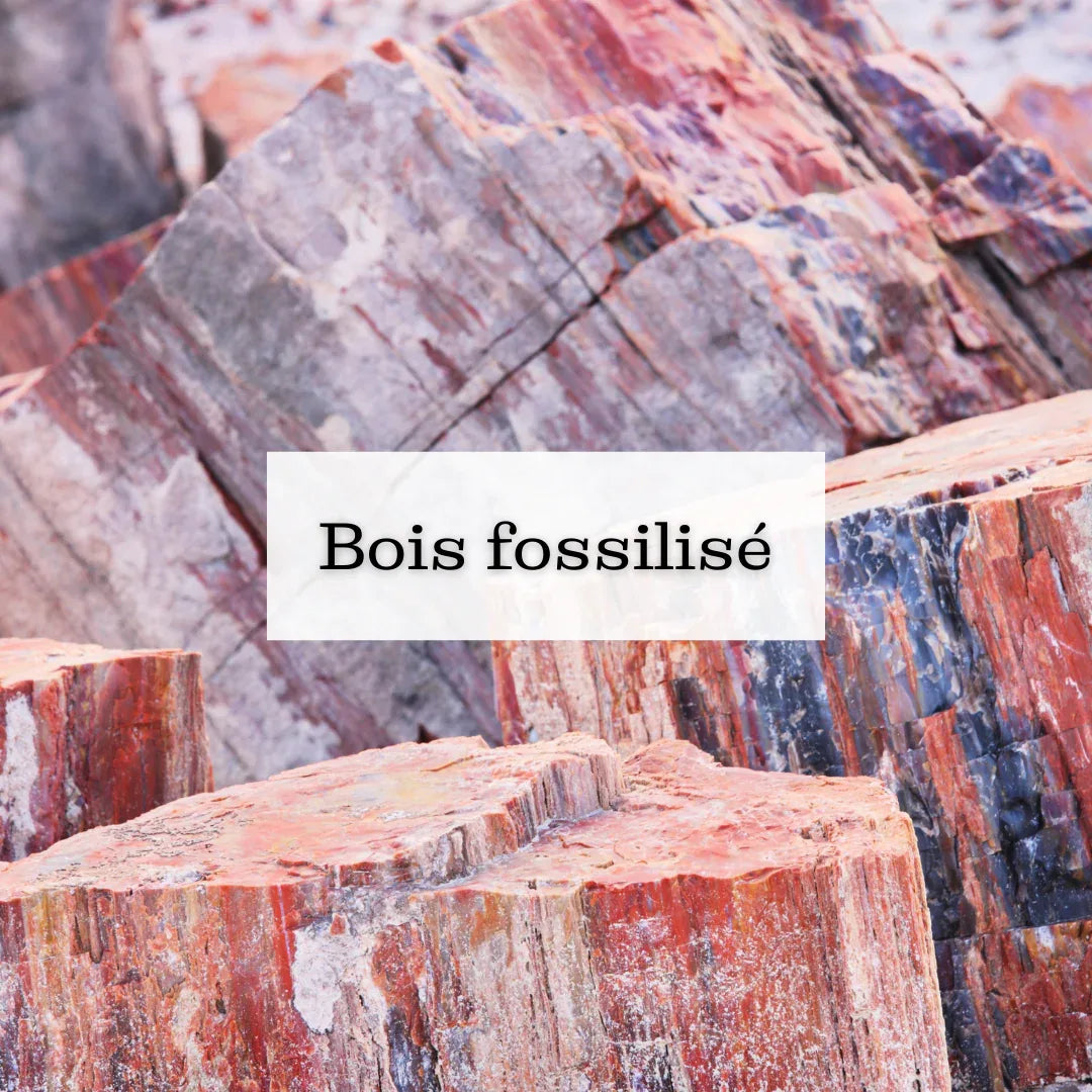 Collection Bois fossilisé ou pétrifié - ENAE Minéraux