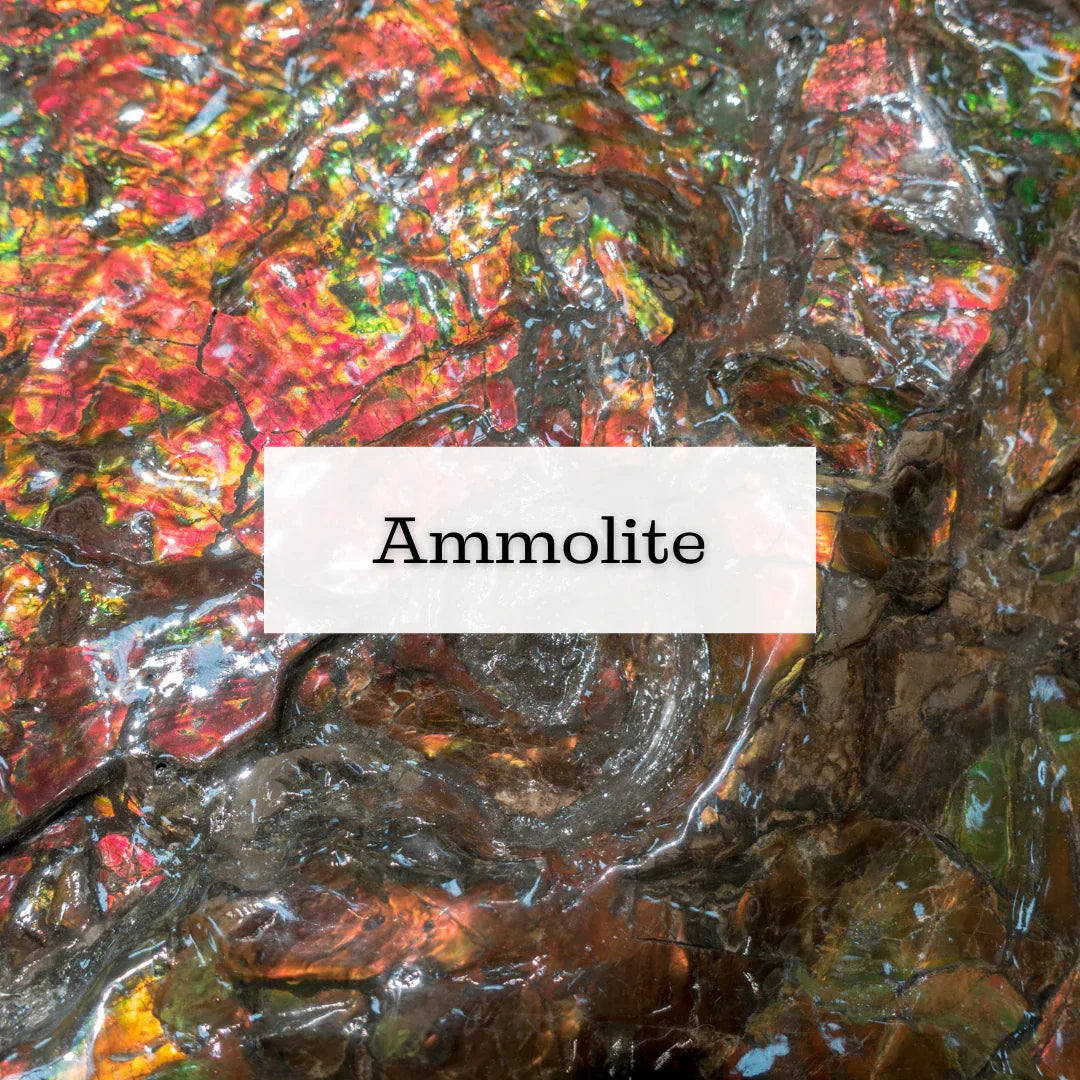 Collection Ammolite - ENAE Minéraux