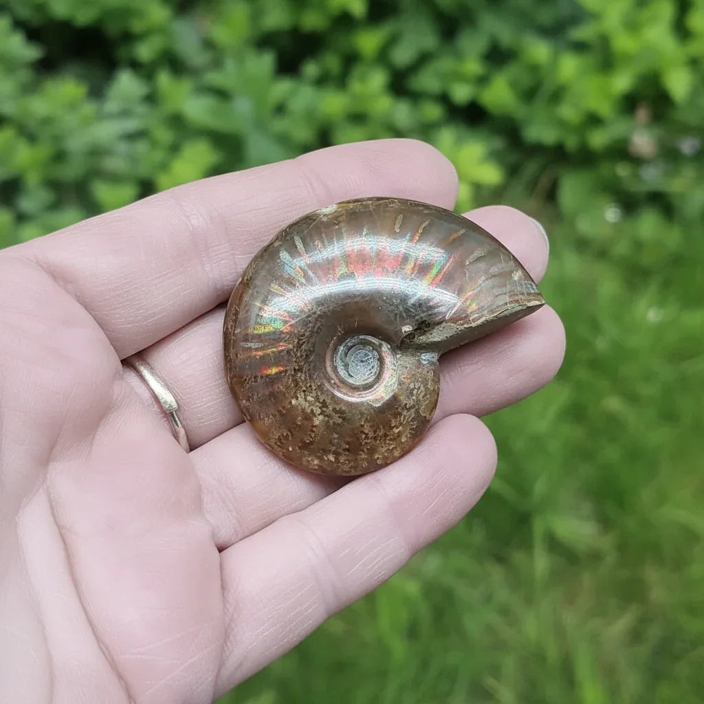 Fossile d'Ammonite polie 32g (PRGFL675)
