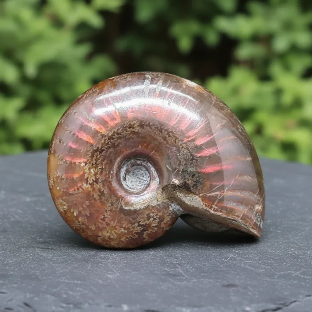 Fossile d'Ammonite polie 32g (PRGFL675)