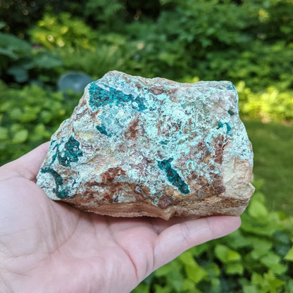 Dioptase brute avec Planchéite, Shattuckite, Cérusite 1157g (MB432-1)