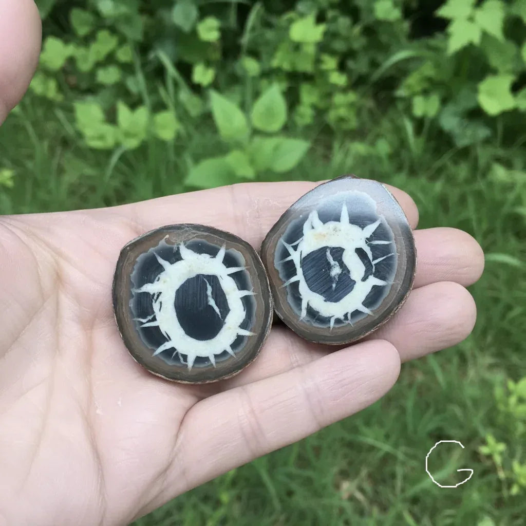 Nodule entier de Septaria, au choix (PRGFL301)