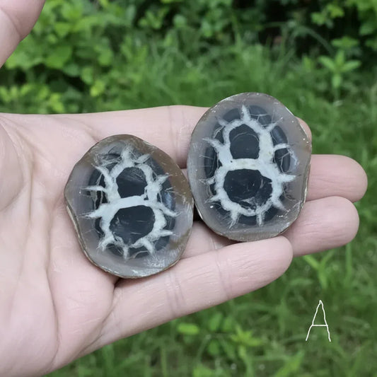 Nodule entier de Septaria, au choix (PRGFL301)