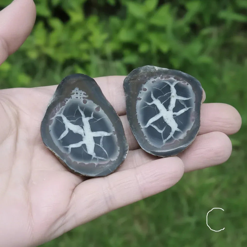 Nodule entier de Septaria, au choix (PRGFL301)