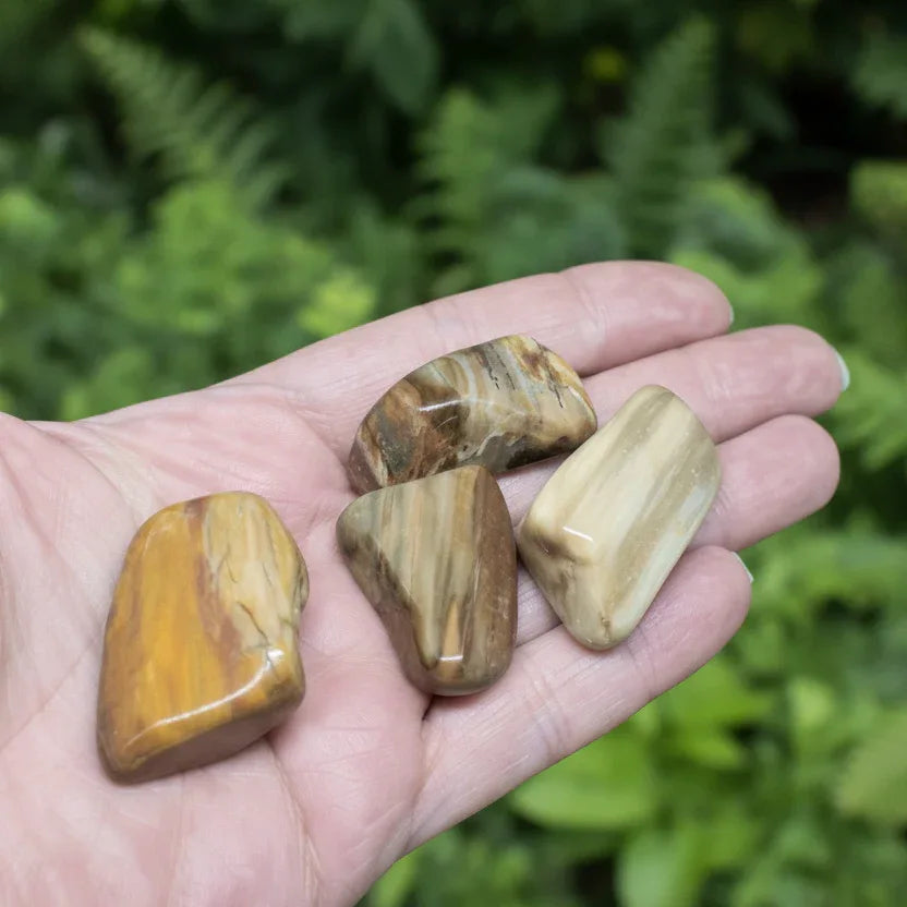 Bois fossilisé - Pierre roulée (PRGFL450)