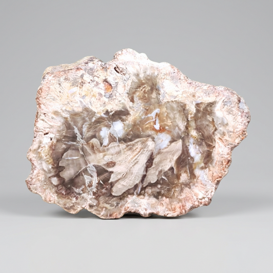 Tranche de bois fossilisé 50g (PRGFL278-1)