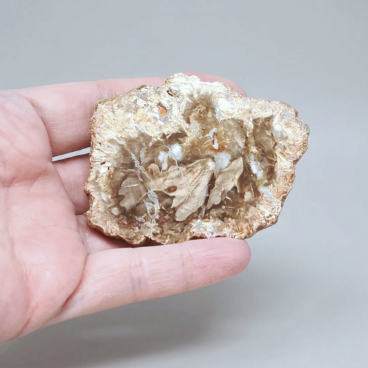 Tranche de bois fossilisé 50g (PRGFL278-1)