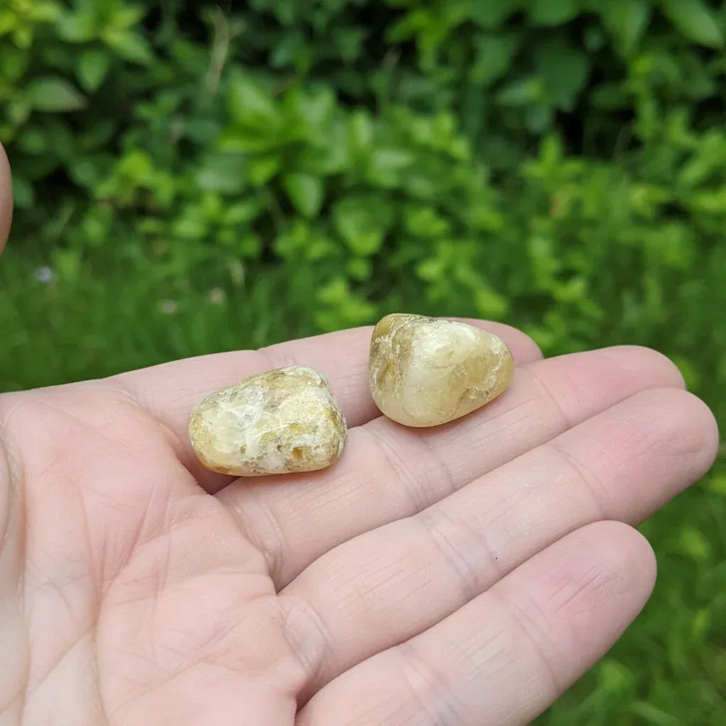 Lot de 2 Héliodore polis (PRGFL739)