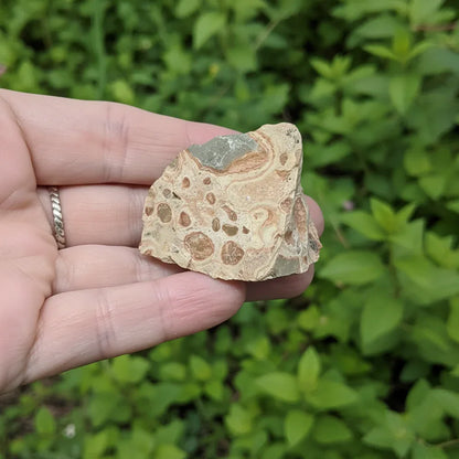 Rhyolite Léopard brute 32g (MB581) - ENAE Minéraux